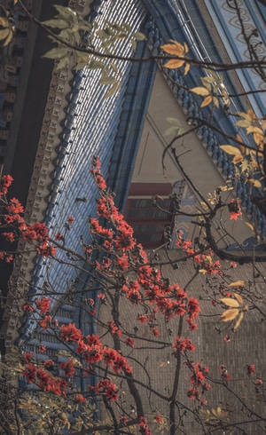 广州-扫街-花-广州纪念堂-纪实 图片素材