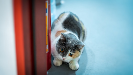纪实-猫-猫-动物-宠物猫 图片素材