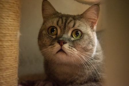 纪实-猫-猫-动物-宠物猫 图片素材