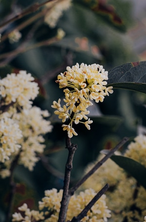自然-花-香-花-植物 图片素材