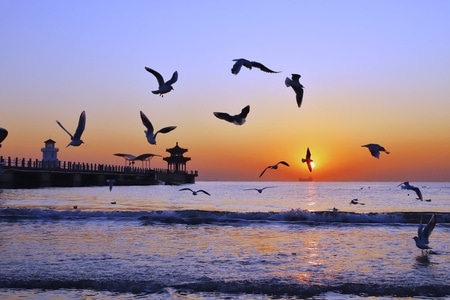 日出-大海-自然-风光-鸟 图片素材