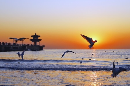日出-大海-自然-风光-鸟 图片素材