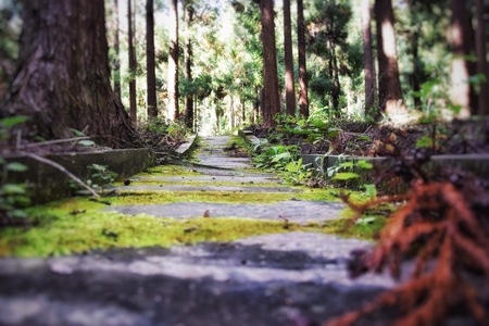绿色地球-山间小路-青苔-树林-风景 图片素材