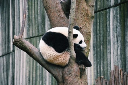 熊猫-panda-熊猫-国宝-动物 图片素材