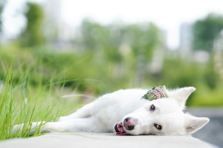 可爱-夏天-清新-治愈-瑞士牧羊犬 图片素材
