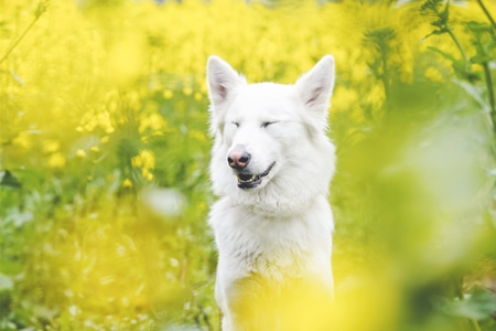 宠物-瑞士牧羊犬-宠物摄影-油菜花-春天 图片素材