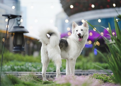 宠物-萌宠-瑞士牧羊犬-绘咖啡-宠物摄影 图片素材