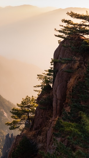黄山-松树-晨光-薄雾-风景 图片素材