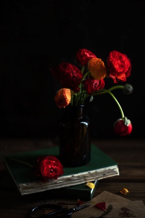 我要上封面-花-静物-花朵-花 图片素材