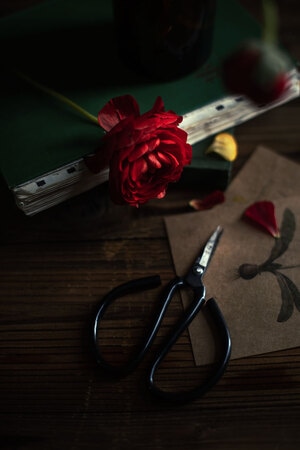 我要上封面-花-静物-花朵-花 图片素材