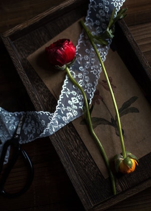 我要上封面-花-静物-花朵-花 图片素材