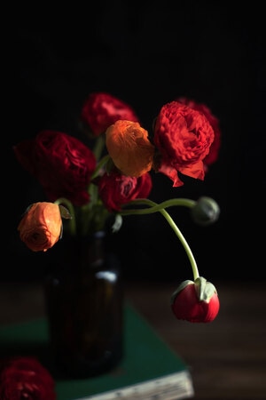 我要上封面-花-静物-花朵-花 图片素材