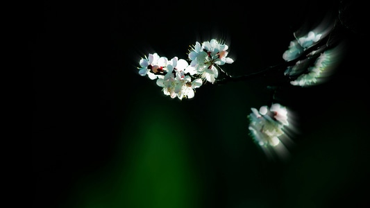 赞巴拉-旅行-摄影-花朵-白花 图片素材