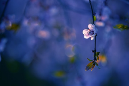 像素蜜蜂官方帐号-摄影-画面-photo-影像 图片素材