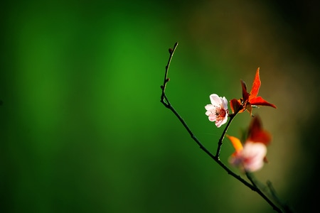 像素蜜蜂官方帐号-摄影-画面-photo-影像 图片素材