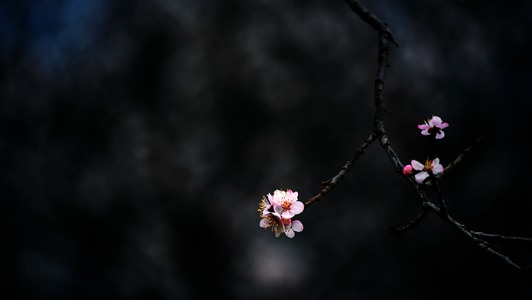 像素蜜蜂官方帐号-摄影-画面-photo-影像 图片素材