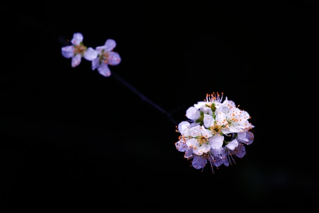 像素蜜蜂官方帐号-摄影-画面-photo-影像 图片素材