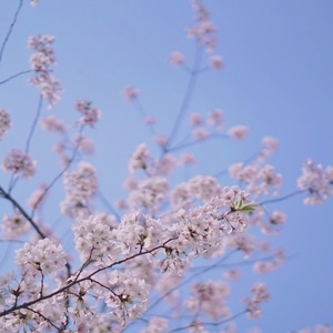 小而美-樱花-顾村公园-上海-小清新 图片素材