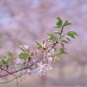小而美-樱花-顾村公园-上海-小清新 图片素材