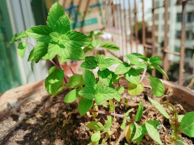 植物-治愈-日常-植物-薄荷 图片素材
