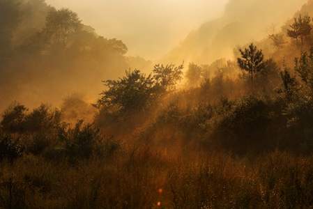 风光-阳光-迷雾-树林-树 图片素材
