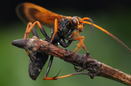 奇妙的昆虫-昆虫-蜂-动物-树枝 图片素材