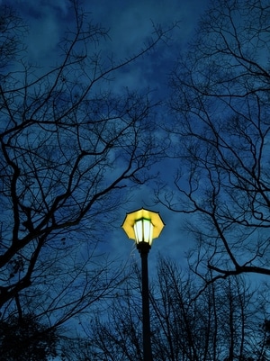夜景-光影-冷暖色调-树-灯 图片素材