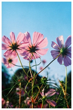 胶片-旧时光-季节-植物-花朵 图片素材