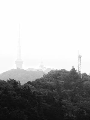 自然-黑白-建筑-树-树林 图片素材