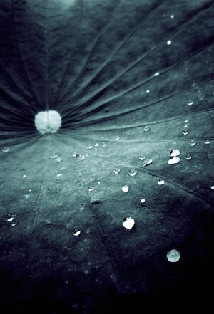 植物-暗调-光影-平静-风光 图片素材