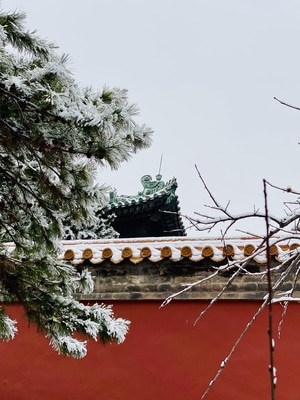 初雪-枯树-红墙绿瓦-北京-故宫 图片素材