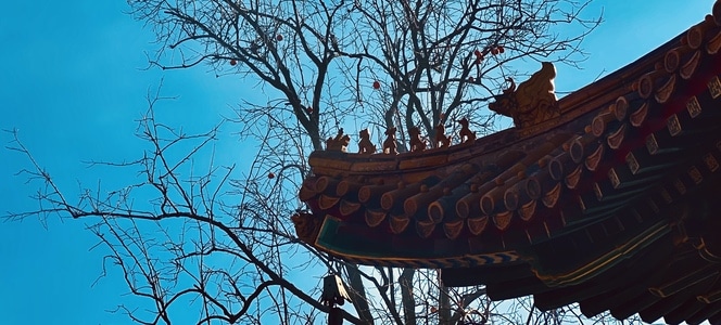 柿子-❤-喜欢-自由-自然 图片素材
