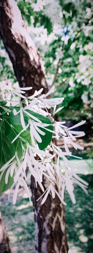 iphone摄影-手机摄影-四月雪-植物-自由 图片素材