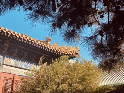 柿子-❤-喜欢-自由-自然 图片素材