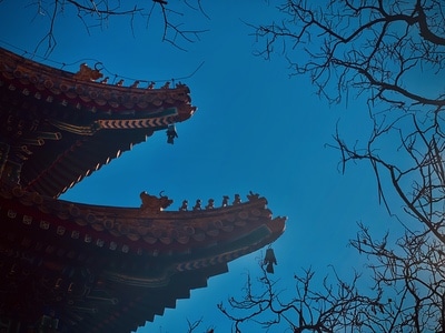 柿子-❤-喜欢-自由-自然 图片素材