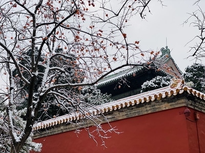 初雪-枯树-红墙绿瓦-北京-故宫 图片素材