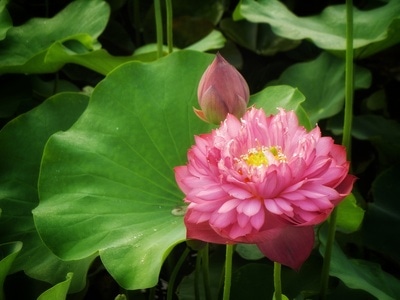 原创-尼康-花-花卉-荷花 图片素材