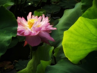 原创-尼康-花-花卉-荷花 图片素材