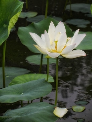 尘世烟火-原创-尼康-花-花卉 图片素材