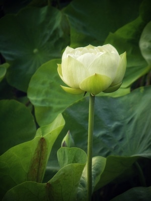 原创-尼康-花-花卉-荷花 图片素材