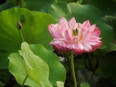 原创-尼康-花-花卉-荷花 图片素材