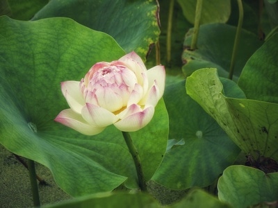 尘世烟火-原创-尼康-花-花卉 图片素材