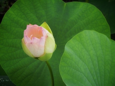 原创-尼康-花-花卉-荷花 图片素材