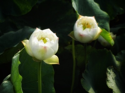 原创-尼康-花-花卉-荷花 图片素材