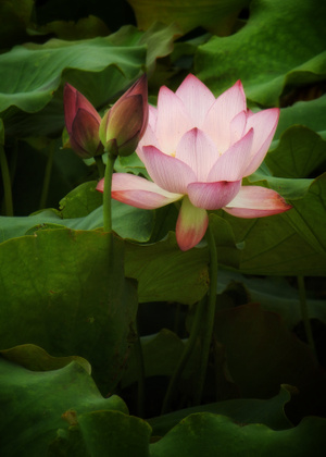 原创-尼康-花-花卉-莲花 图片素材