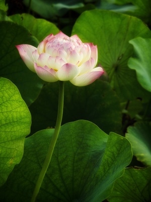 原创-尼康-花-花卉-荷花 图片素材