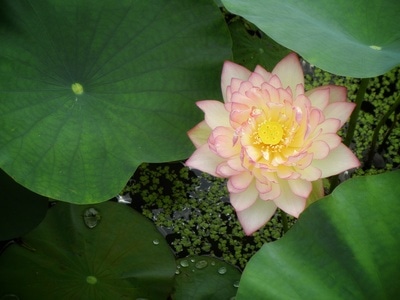 原创-尼康-花-花卉-荷花 图片素材