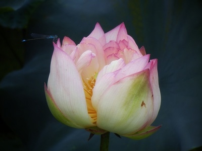 原创-尼康-花-花卉-荷花 图片素材