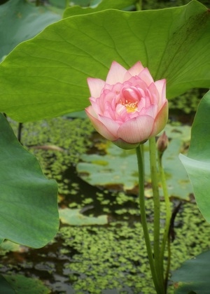 原创-尼康-花-花卉-荷花 图片素材