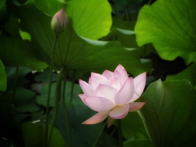 原创-尼康-花-花卉-荷花 图片素材